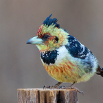 a wild life photo